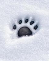 Paw print in the snow photo
