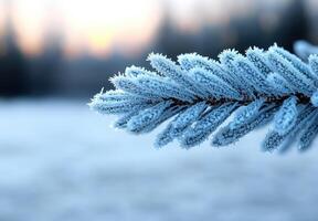 Frosty pine branch in winter landscape photo