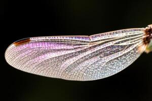 Intricate dragonfly wing close up photo