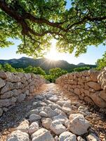Tranquil stone path through lush green forest photo
