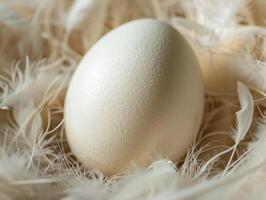 close up of a white egg nestled in soft feathers photo