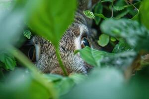 Curious squirrel peeking through green leaves photo