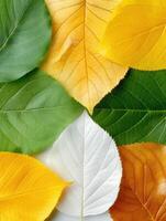 Vibrant autumn leaves in various colors photo