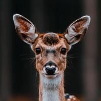 Close up portrait of a curious deer photo