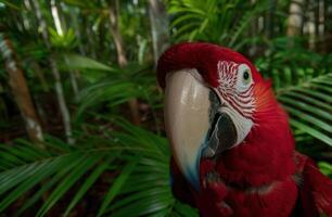 Vibrant red parrot in lush tropical foliage photo
