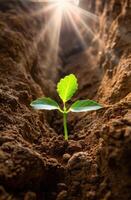 Sprouting seedling emerging from soil with sunlight photo