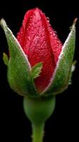 Close up of a red tulip bud with water droplets photo