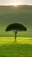 Lone tree in a green field at sunset photo