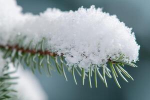 Snowy pine branch covered in frost photo
