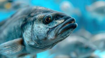 close up of a fish with vibrant blue and gray scales photo