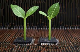 Green sprouts growing on computer circuit board photo