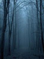 Eerie forest path in the mist photo