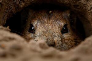 Close up of a curious rodent peeking out from its burrow photo