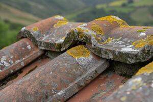Weathered roof tiles covered in moss and lichen photo