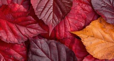 Vibrant autumn leaves in shades of red and orange photo