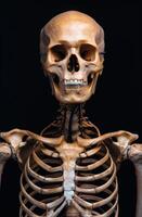 Detailed human skull and skeletal structure photo