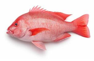 Vibrant red fish with striking scales photo