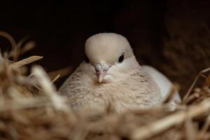 Close up of a fluffy white bird photo