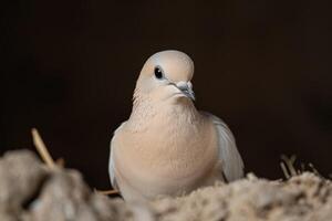 Close up of a beautiful dove with soft feathers photo