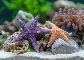 Colorful starfish on coral reef photo