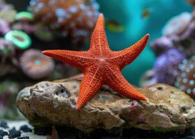 Vibrant red starfish on rocky ocean floor photo