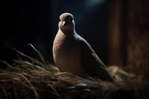 Lone dove perched in the shadows photo