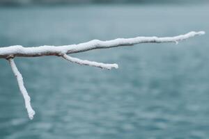 Snowy branch against a blurred teal background photo