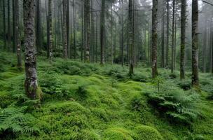 Lush green forest with moss covered trees photo