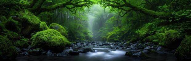 Lush green forest with flowing stream photo