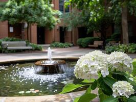 Peaceful garden oasis with blooming hydrangeas and fountain photo