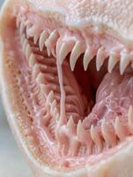 Extreme close up of a ferocious animals mouth with sharp teeth photo