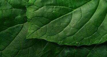 Detailed macro shot of green leaf texture photo