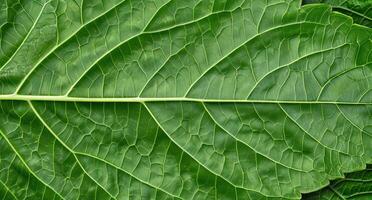 Detailed macro view of a green leaf photo