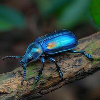 Vibrant blue beetle on a branch photo