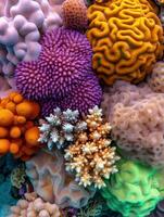 Vibrant underwater coral reef ecosystem photo
