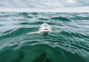 Curious shark swimming in the ocean photo