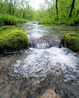 Serene forest stream with moss covered rocks photo