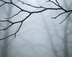 Bare tree branches covered in snow against a blurred winter background photo