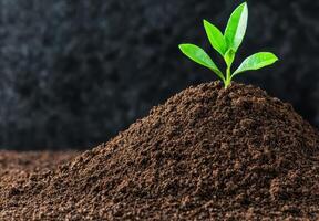 Sprouting plant growing in soil photo