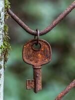 Rusty old key hanging on tree branch photo