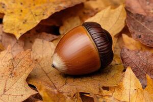 Close up of an acorn on autumn leaves photo