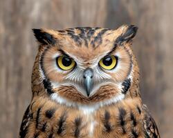 Close up portrait of a majestic owl with piercing yellow eyes photo