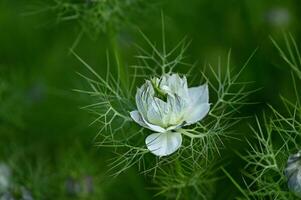 a white flower is growing in the middle of a green field photo