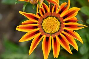 a close up of a flower with a yellow center photo