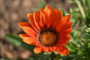 an orange flower with a green center photo