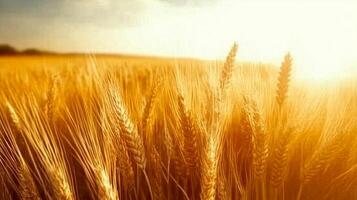 Computer-generated 3D golden wheat field under a sunny sky photo