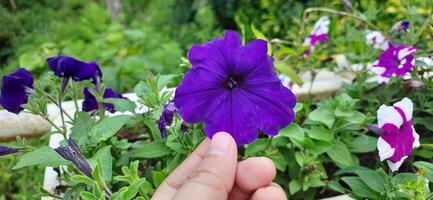Close up of beautiful purple violet petunia flowers in the garden background photo