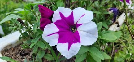 Close up of beautiful white and purple petunia flowers background photo