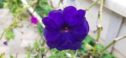 Close up of beautiful purple violet petunia flowers in the garden background photo