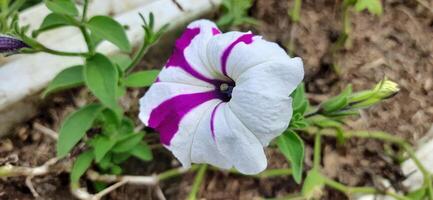 Close up of beautiful white and purple petunia flowers background photo